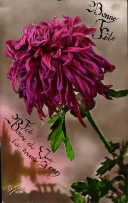 Crizântemo violeta — Boa Festa — Gloria, n° 2001