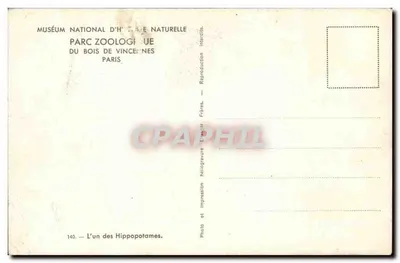 Hippopotame — tête émergeant de l'eau — Muséum national d'Histoire naturelle, Parc zoologique du Bois de Vincennes, Paris — Verso
