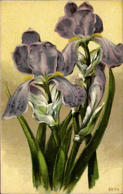 Iris — variedade com flores violetas e manchas escuras — G. Cisterio & C. Milano, n° 65 bis