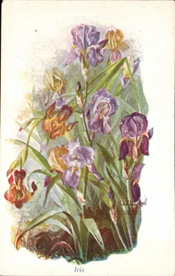 Íris — ilustração botânica — Charles-Henri Audil