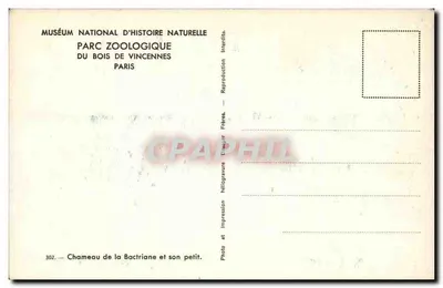 Camelo da Bactriana e seu filhote — Museu Nacional de História Natural, Parque Zoológico do Bois de Vincennes, Paris — Verso