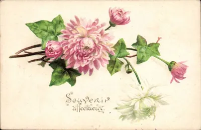 Flores de crisântemos — Lembrança afetuosa — K. E. Editora, Paris, Série 1066