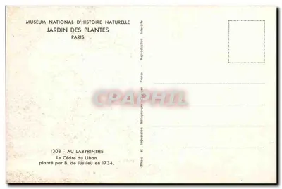 Cedro del Líbano — Jardín de las Plantas, París — Foto Roger Frères, n° 1308 — Reverso