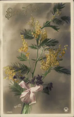 Bouquet de mimosa — Boa Festa — Gast Vié, Paris, n° 3820