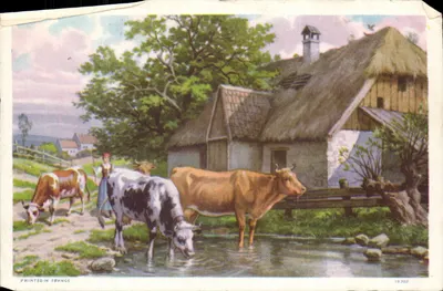 Landschaft mit Kühen — Frankreich — Serie 19368