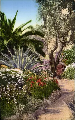 Jardim mediterrâneo — San Remo — Edit. Brunner & C., Como