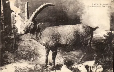 O Bouquetin das Alpes — Savoie — n° 2272