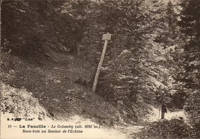 La Faucille - Le Colomby (alt. 1691 m.) — Sous-bois au Sentier de l'Echine — B.F.J. "Lux" n°14