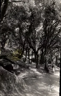 Bois de la Chaize - Les Chênes Verts — Noirmoutier (Vendée) — editor F. Chapeau