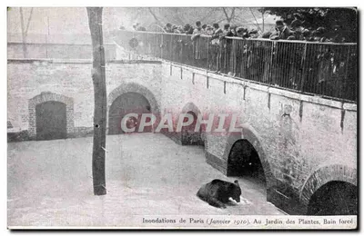 Inondations de Paris (Janvier 1910). Au Jardin des Plantes, Bain forcé — édition non identifiée