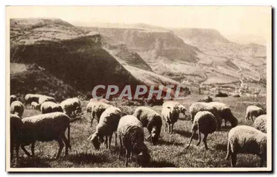 Pastos nos Causses — Sociedade da Sociedade das Caves de Roquefort