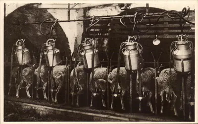 Tratamento mecânico das ovelhas — Roquefort — Sociedade das Caves (1931)