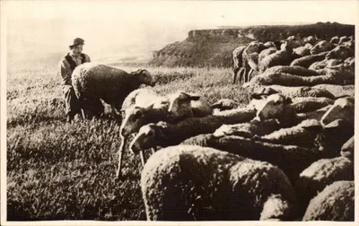 Roquefort — A traite à mão — Cliché da Sociedade das Caves de Roquefort