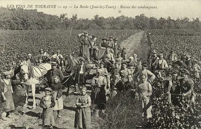 REPRODUÇÃO Os vinhos de Touraine La Borde Retorno dos colhedores Joue les Tours