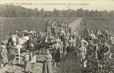 REPRODUÇÃO Os vinhos de Touraine La Borde Joue les Tours Retorno dos vindimadores