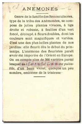 Anemonki — Anémone fulgens — wydanie ilustrowane — Rewers