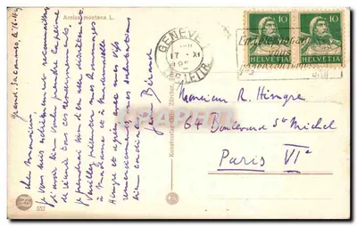 Arnica montana — Alpy szwajcarskie — W. Füll — Rewers