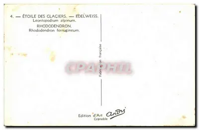 Flores alpinas — Estrela dos glaciares, Edelweiss, Rhododendron ferrugineum — Edição de Arte Grenoble — Verso