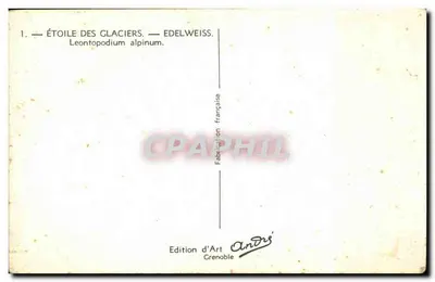 Estrela dos glaciares — Edelweiss — Leontopodium alpinum — Edição de Arte André, Grenoble — Verso