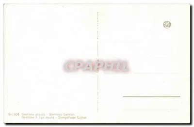 Gentiana com caule curto — Gentiana acaulis — n°308 — Verso
