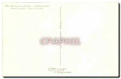 Ranunculus glacialis — Glacier Crowfoot — Editor Th. C. Geyer, V. Klapfenstein — Verso
