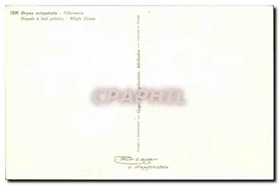 Flores brancas com oito pétalas — Dryas octopétala — impresso na Suíça — Verso