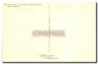 Flores alpinas — Aster alpinus e Leontopodium alpinum (Edelweiss) — Thor E. Gyger, Adelboden — Verso
