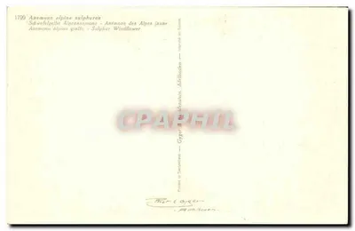 Anémone alpine jaune — Gyger & Adelboden — n° 1799 — Rewers