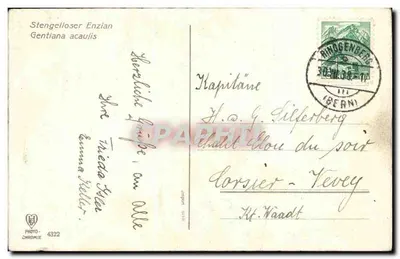 Gentiane acaulis — flores azuis em natureza — Photo-Chromie n°4322 — Verso