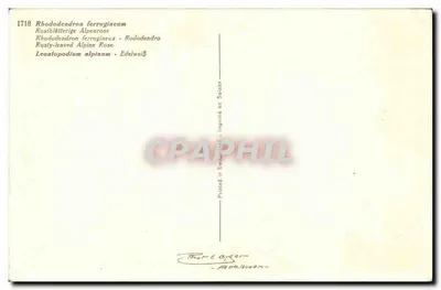 Flores alpinas — Rhododendron ferrugineum e Edelweiß — Thar-Oyser, Suíça — Verso