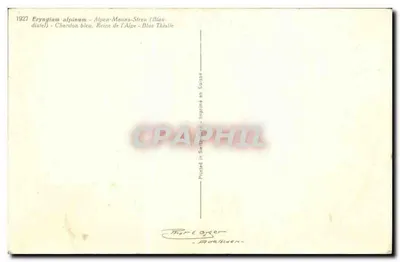 Eryngium alpinum — Erva-de-alfinete azul — Impresso na Suíça — Verso