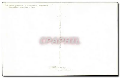 Kwiaty pączka — Bellis perennis — wydawca Graphphil, nr 1254 — Rewers