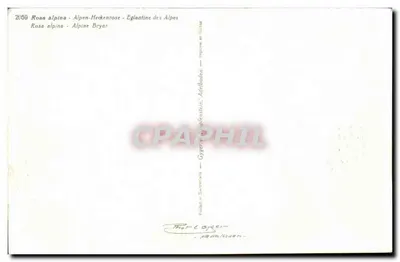 Róże alpejskie — Rosa alpina — wydawca Gyger & Cie, Adelboden — Rewers