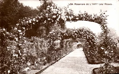 Rosaledo de L'HAY-Les-Roses — Visão de uma trilha florescida sob um portão de rosas — Editor não identificado, n° 24