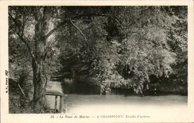 Le Tour de Marne — A Champigny. Estudo de árvore — B.F. PARIS