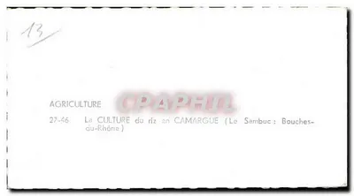 Riseteelt in Camargue — Le Sambuc : Bouches-du-Rhône — uitgever APiE — Achterkant