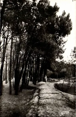Brétignolles-sur-Mer — A Floresta das Dunas — Jehly, n° 532