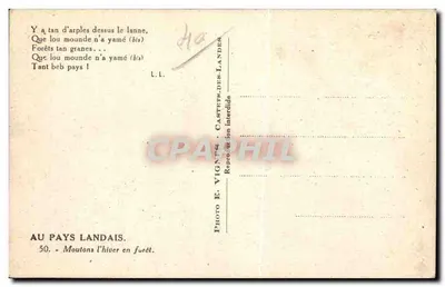 Owce w lesie — Évignes — Foto E. Vignes — Rewers