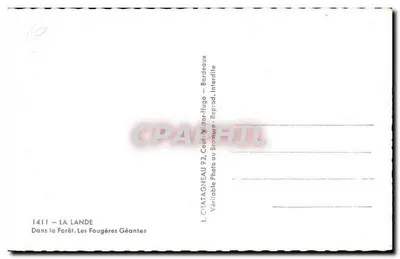 La Lande — Floresta — Fougères Gigantes — L. CHATAGNEAU 92, Cour Victor-Hugo — Bordeaux — Verso