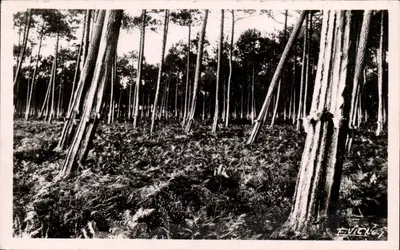 Pinos gemidos ao pôr do sol — Ed. d'Art E. VIGNEZ - Castelnau-des-Landes