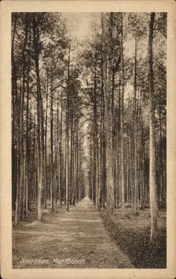 Ginneken Mastbosch — Floresta de Pinheiros — editor Weenen & Snell, n° 20 34057