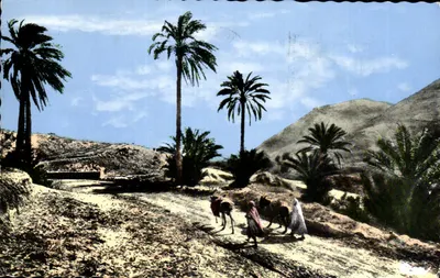 Cena de deserto com palmeiras e caravaneiros — Coleção Artística «L'Afrique» n°574 bis — Editor Combier