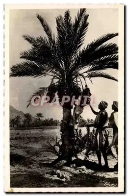 Colheita de datilhos no Sul — Coleção Artística «L'Afrique» — Editor Cim, n° 212