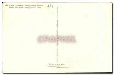 Fiolet Alp — Viola calcarata — wydawca Gyger & Cie, Adelboden — Rewers