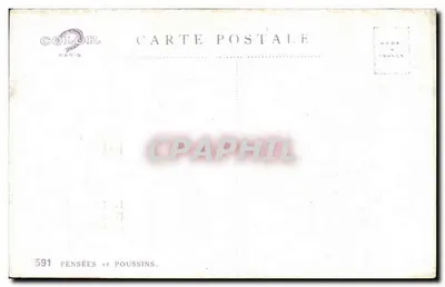 Pensje i pisklęta — bukiet pensji w wiadrze z trzema pisklętami — wydawca COLOR, nr 591 — Rewers
