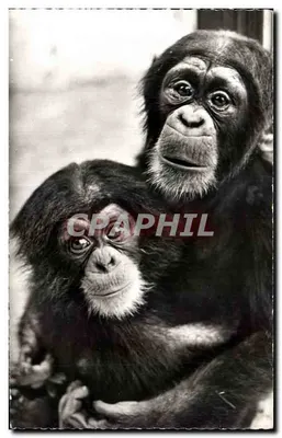 Macaco africano — Mamãe e Bebê — Edição HOA-QUI, Paris