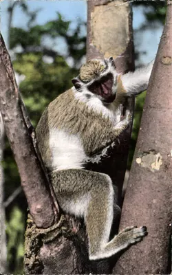 Jovem Macaco — Fauna Africana — Edição HOA.QUI, Paris, n°2318