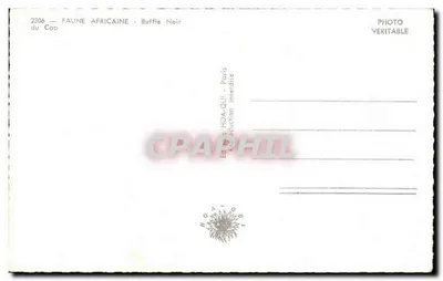 Buffle Czarny — Afryka Kapsyjska — Wydawnictwo HOA-QLI - Paryż — Rewers