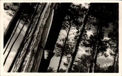 Floresta de pinheiros — Vignes — Foto Vignes, Castets-des-Landes