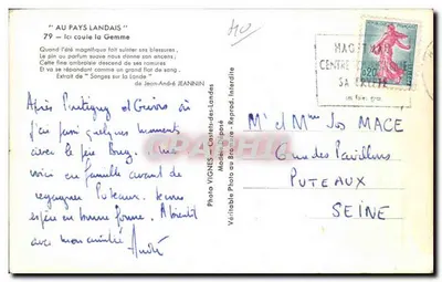 Floresta de pinheiros — Vignes — Foto Vignes, Castets-des-Landes — Verso